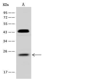 Polyclonal Rabbit anti-Human RHOF Antibody (WB)