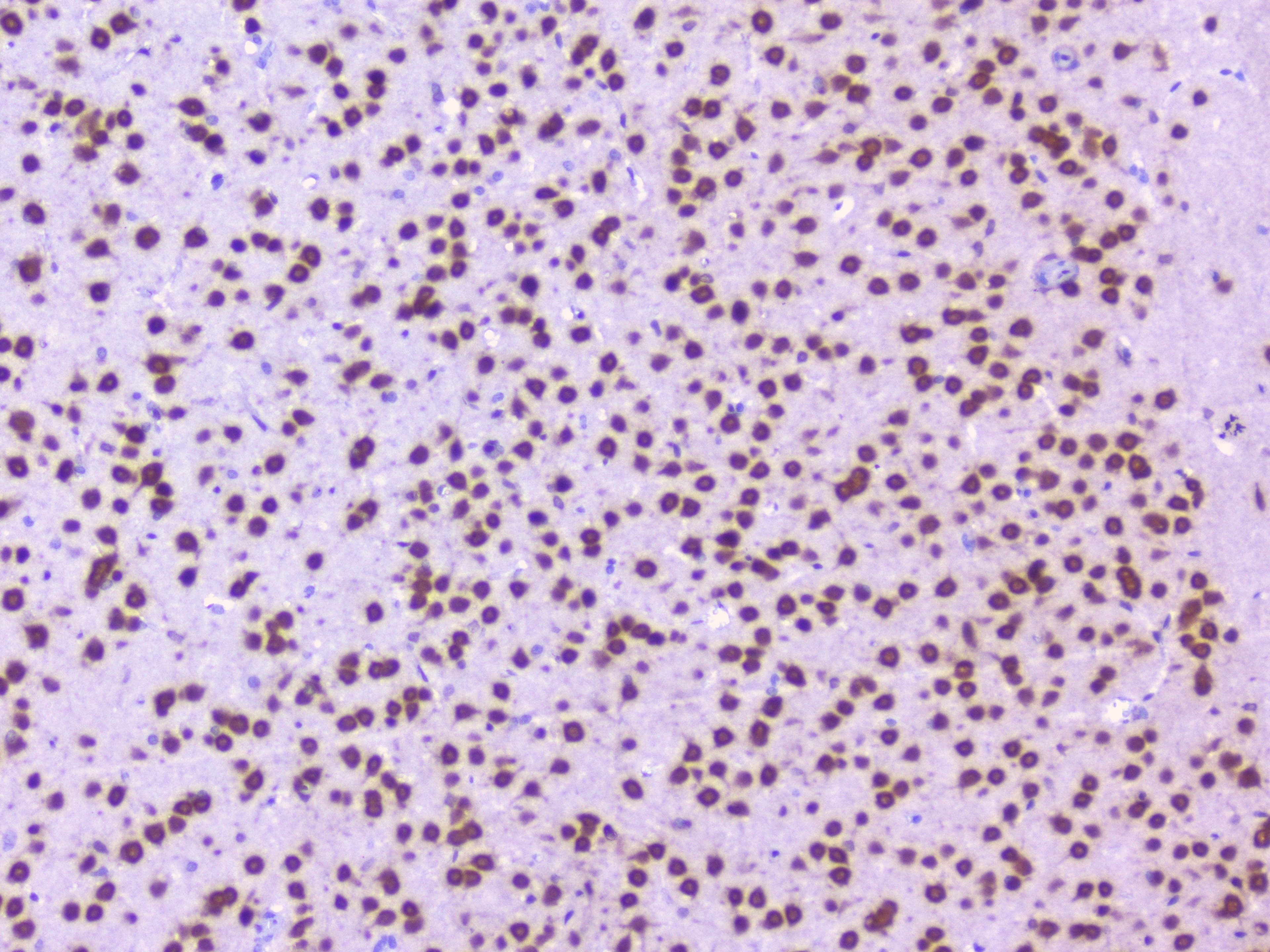 NOVA1 Antibody