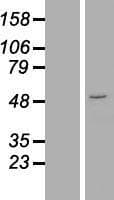 NTNG1 / Netrin G1 Protein (Over-Expression Lysate Myc-DDK (Flag))