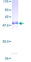 Human PCSK4 Protein (Recombinant GST)