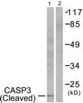 CASP3 / Caspase 3 Antibody (aa126-175)