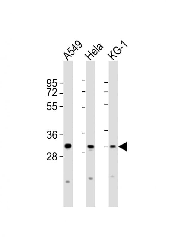 PYCRL Antibody (aa221-255)
