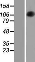 OPA1 Protein (Over-Expression Lysate Myc-DDK (Flag))