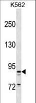 T1R3 / TAS1R3 Antibody (aa229-258)