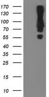MGRN1 Antibody (clone OTI3A6)