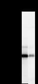 NAB1 Antibody (clone 2607C2a)