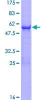 Human BPNT1 Protein (Recombinant GST)