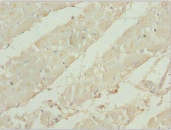 TBPL1 / TRF2 Antibody