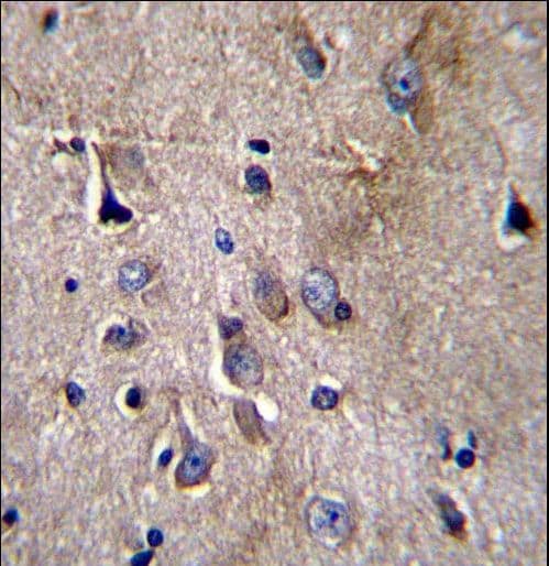 NFKBIL1 Antibody (aa327-356)