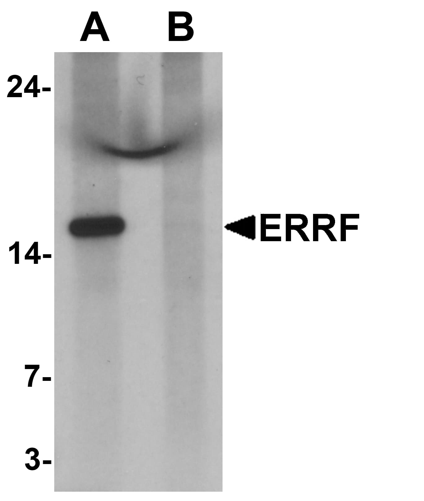 IHC-plus™ C1orf64 Antibody