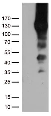 PECAM-1 / CD31 Antibody (clone UMAB31, Carrier-free)