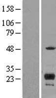 ITM2C Protein (Over-Expression Lysate Myc-DDK (Flag))