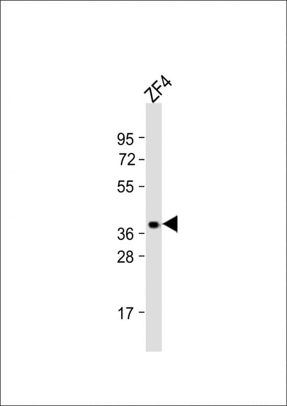 Polyclonal Rabbit anti-Zebrafish opn1sw2 Antibody (aa242-276, WB)