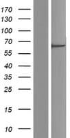 TROVE2 Protein (Over-Expression Lysate Myc-DDK (Flag))