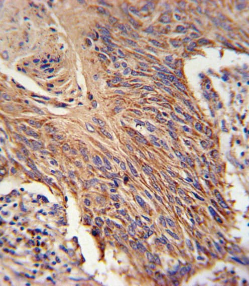 RDH10 Antibody (aa106-135)