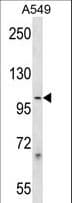 PCDHB1 Antibody (aa782-811)