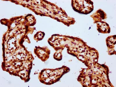 HIST1H1E Antibody