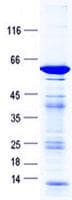 Human HOXA5 Protein (Recombinant GST, N-terminus + His, C-terminus)