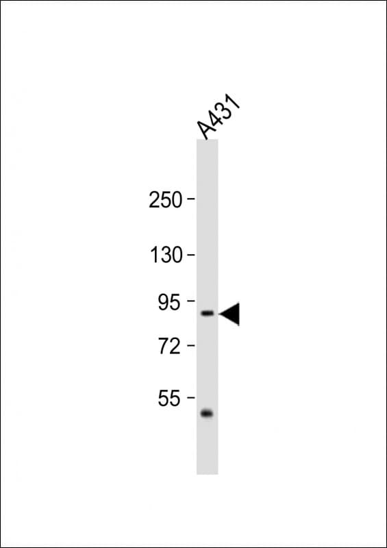 RAP1GAP Antibody (aa105-128)