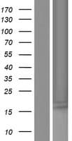 Human SMLR1 Protein (Over-Expression Lysate Myc-DDK (Flag))