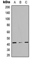 STAC3 Antibody (Internal)