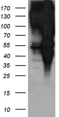 EPS15 Antibody