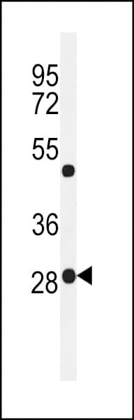Polyclonal Rabbit anti-Human POLR3H Antibody (aa5-33, WB)