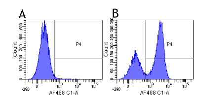 SIRPG Antibody (SIRP- beta & gamma, clone OX117)