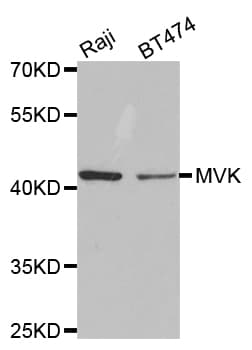 MVK Antibody
