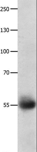 DRD5 / Dopamine Receptor D5 Antibody