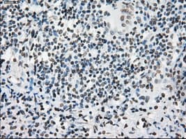 PRKY Antibody (clone OTI6H3, Carrier-free)