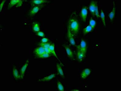 YWHAH / 14-3-3 Eta Antibody