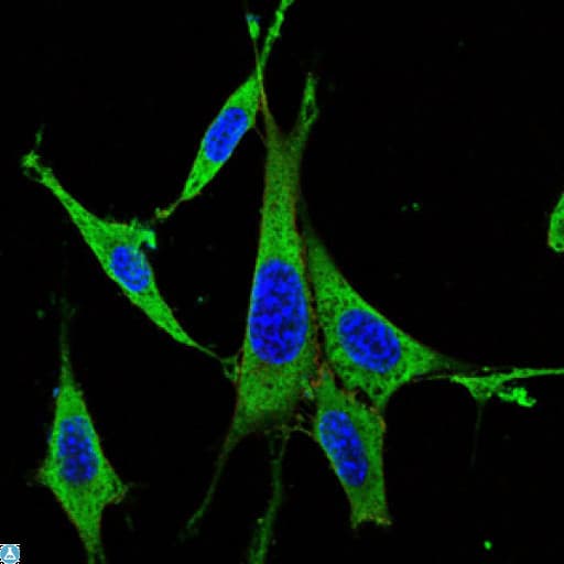 MAPK3 / ERK1 Antibody