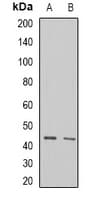 ALKBH1 / ALKB Antibody