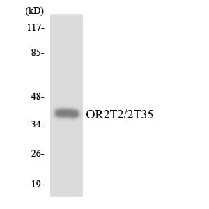 OR2T2 + OR2T35 Antibody (aa46-95)