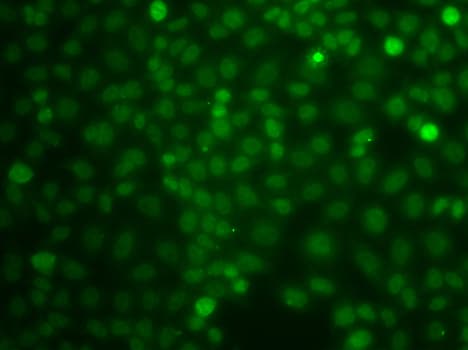 CBLC Antibody