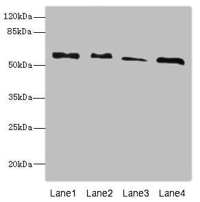 RTKN / Rhotekin Antibody