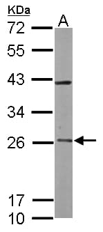 RAB3C Antibody (aa1-227)