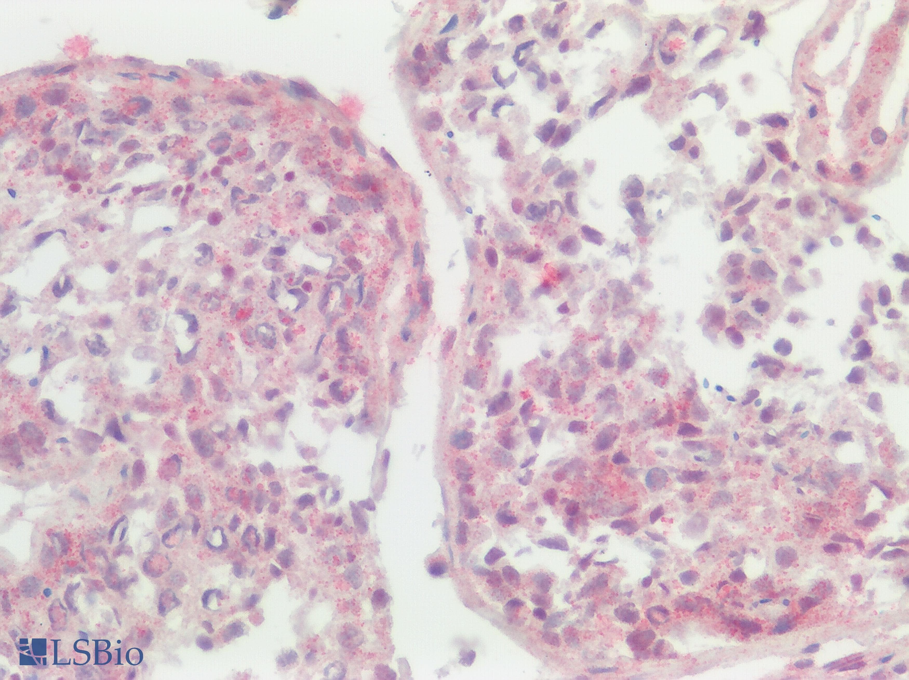 IHC-plus™ SREB / GPR85 Antibody (Extracellular Domain)