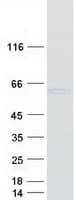 Human HS1BP3 Protein (Recombinant Myc-DDK (Flag))