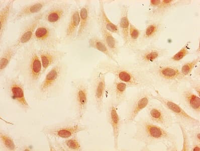 HIST1H3A Antibody