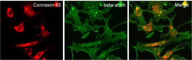 Goat Anti-Rabbit IgG Secondary Antibody (DY680)