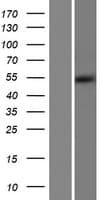 ALDH5A1 Protein (Over-Expression Lysate Myc-DDK (Flag))
