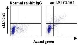 SLC40A1 / Ferroportin-1 Antibody (N-Terminus)
