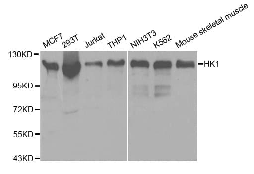 HK1 / Hexokinase 1 Antibody