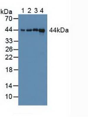 PPID / Cyclophilin D Antibody (aa7-206, APC)
