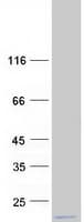 Human MRPL54 Protein (Recombinant Myc-DDK (Flag))