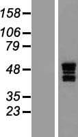 NAAA / ASAHL Protein (Over-Expression Lysate Myc-DDK (Flag))