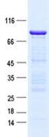 Human MAPK15 / ERK7 Protein (Recombinant GST, N-terminus + His, C-terminus)