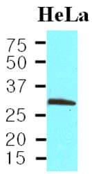 Monoclonal Mouse anti-Human PCNA Antibody (clone K1A3, aa1-261, WB)